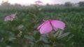 The pink flowers autofocus and take in morning