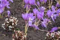 Pink flowers of autumn crocus