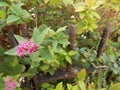 Pink flowers and autumn foliage through rusty railing Royalty Free Stock Photo