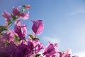 Pink flowers on background of blue sky Royalty Free Stock Photo