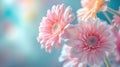 Pink flowers background, close-up of beautiful flowers pastel color, delicate and romantic floral background