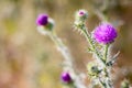 Pink flowers background