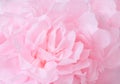 Pink flowers background. Macro of pink petals texture. Soft dreamy image.Shallow DOF