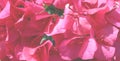 Pink flowers background