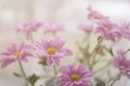 Pink flowers background selective focus