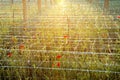 Plantation carnations at sunset time