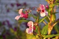 Pink flowers balsaminaceae Latin Balsaminaceae in the evening light Royalty Free Stock Photo