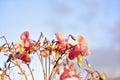 Pink flowers balsaminaceae Latin Balsaminaceae in the evening light Royalty Free Stock Photo