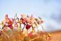 Pink flowers balsaminaceae Latin Balsaminaceae in the evening light Royalty Free Stock Photo