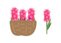 Pink Flowers in Basket, Blooming Hyacinth Isolated