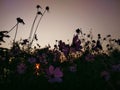 Pink cosmo  flowers and beautiful background of sunrise. Cosmos bipinnatus, commonly called the garden cosmos or Mexican aster. Da Royalty Free Stock Photo