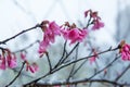 Pink flowers. beautiful cherry blossom