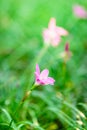 Pink flowers Royalty Free Stock Photo