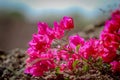 Pink Flowers. Royalty Free Stock Photo