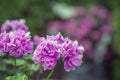 Pink flowers of a beautiful geranium on a blurred pink-green background in the garden Royalty Free Stock Photo