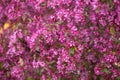 Pink flowers. Beautiful nature scene with a flowering tree. Beautiful garden. Flowers of decorative apple tree. Natural background Royalty Free Stock Photo