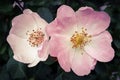 Pink flowers beautiful peony rose peonies