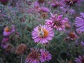 Pink flowers with a bee on a flower meadow Royalty Free Stock Photo