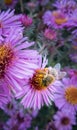 Pink flowers with a bee on a flower meadow Royalty Free Stock Photo