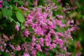 Pink flowers and bee in the garden. Royalty Free Stock Photo