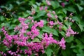 Pink flowers and bee in the garden. Royalty Free Stock Photo