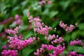 Pink flowers and bee in the garden. Royalty Free Stock Photo