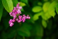 Pink flowers and bee in the garden. Royalty Free Stock Photo