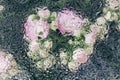 Pink flowers behind wet window with Blurred rain drops, drops of water on glass, as watercolor. Abstract spring