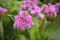 Pink Flowers of Bergenia Cordifolia