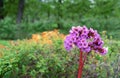 Pink flowers of bergenia crassifolia, also known as Badan thick-leaved, Elephant ears, Mongolian tea, Siberian tea, Bergenia