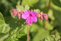 Pink flowers of bigroot geranium Geranium macrorrhizum plant close-up