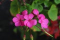 Pink flowers on black Royalty Free Stock Photo