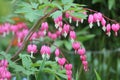 Pink flowers of bleeding heart Lamprocapnos spectabilis, syn. Dicentra spectabilis plant Royalty Free Stock Photo