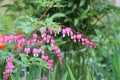 Pink flowers of bleeding heart Lamprocapnos spectabilis, syn. Dicentra spectabilis plant Royalty Free Stock Photo