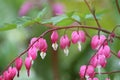 Pink flowers of bleeding heart Lamprocapnos spectabilis, syn. Dicentra spectabilis plant Royalty Free Stock Photo