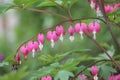 Pink flowers of bleeding heart Lamprocapnos spectabilis, syn. Dicentra spectabilis plant Royalty Free Stock Photo