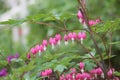 Pink flowers of bleeding heart Lamprocapnos spectabilis, syn. Dicentra spectabilis plant Royalty Free Stock Photo