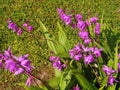 Pink flowers of bletilla striata