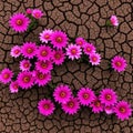 Pink flowers bloom on the dried soil. Concept - healing the Earth