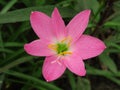 The pink flowers bloom in the morning covered in clouds