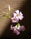 pink flowers bloom at night