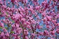 Pink flowers bloom on peach tree at spring in garden against blue sky. Spring blooming in fruit orchard, abstract background. Royalty Free Stock Photo