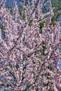 Pink flowers bloom on peach tree at spring in garden against blue sky. Spring blooming in fruit orchard, abstract background. Royalty Free Stock Photo