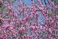 Pink flowers bloom on peach tree at spring in garden against blue sky. Spring blooming in fruit orchard, abstract background Royalty Free Stock Photo