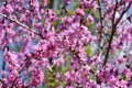 Pink flowers bloom on peach tree at spring in garden against blue sky. Spring blooming in fruit orchard, abstract background. Royalty Free Stock Photo