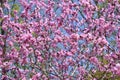 Pink flowers bloom on peach tree at spring in garden against blue sky. Spring blooming in fruit orchard, abstract background. Royalty Free Stock Photo