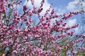 Pink flowers bloom on peach tree at spring in garden against blue sky with white fluffy clouds. Spring blooming in fruit orchard Royalty Free Stock Photo