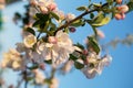 Pink and white flowers and buds of a blooming apple branch. Spring time. Close up. Royalty Free Stock Photo