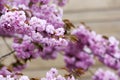 Pink flowers. Blooming Apple tree. Close up