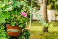 Pink flowered garden climbing plants